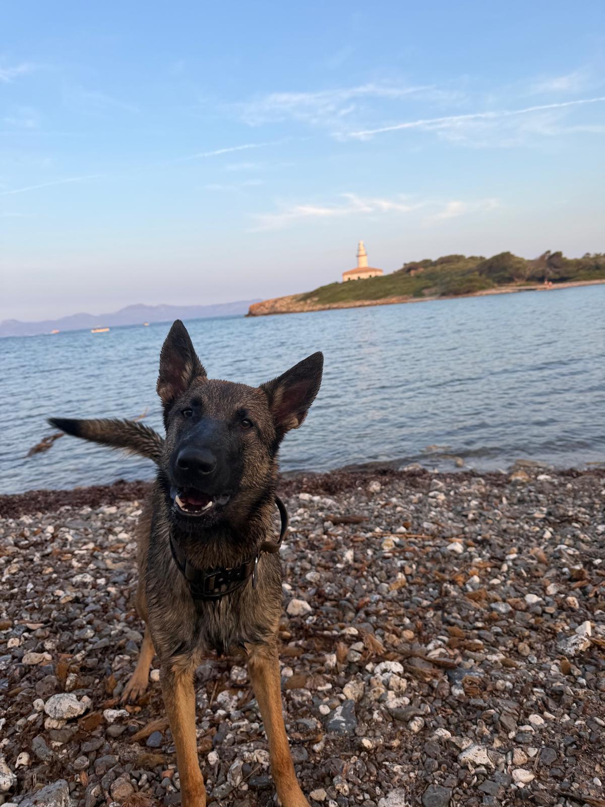 Entrenamiento Perro de Rescate